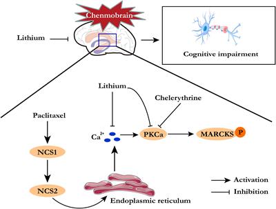 Pharmacological Neurorescue in a Paclitaxel-Induced Chemobrain Model